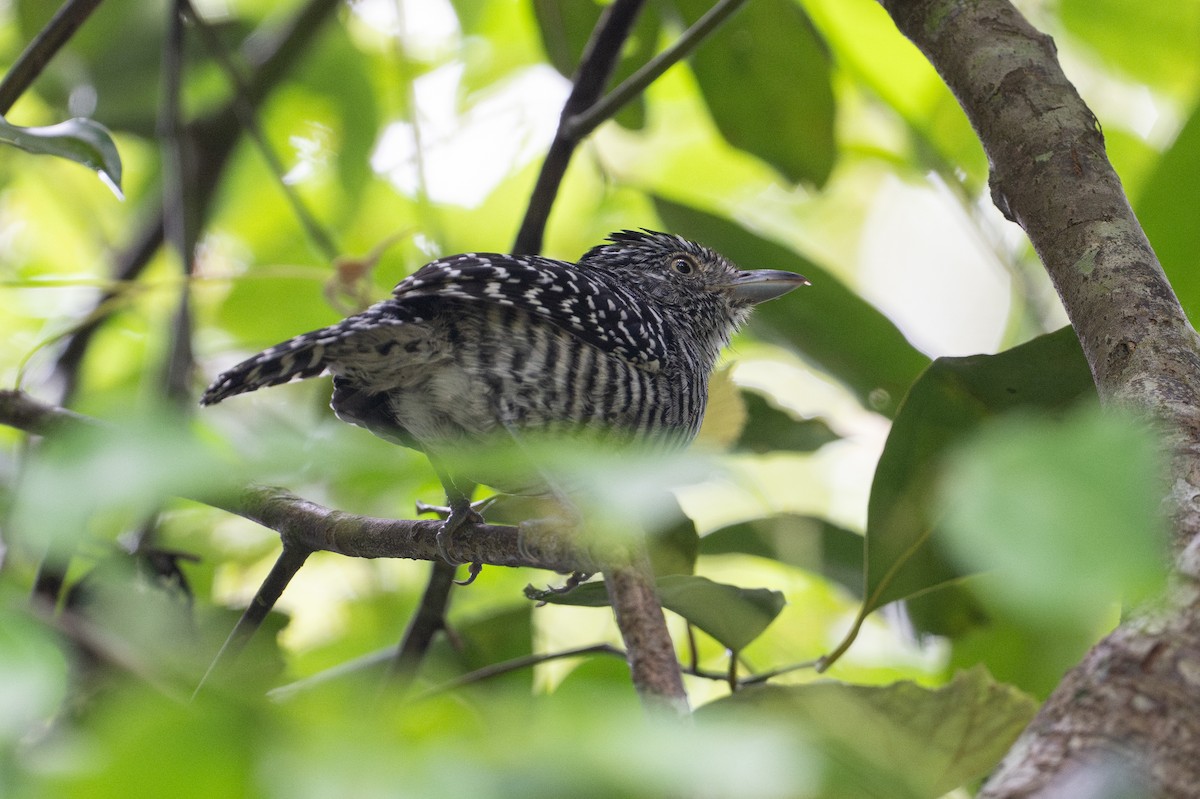 Barred Antshrike - ML646141475