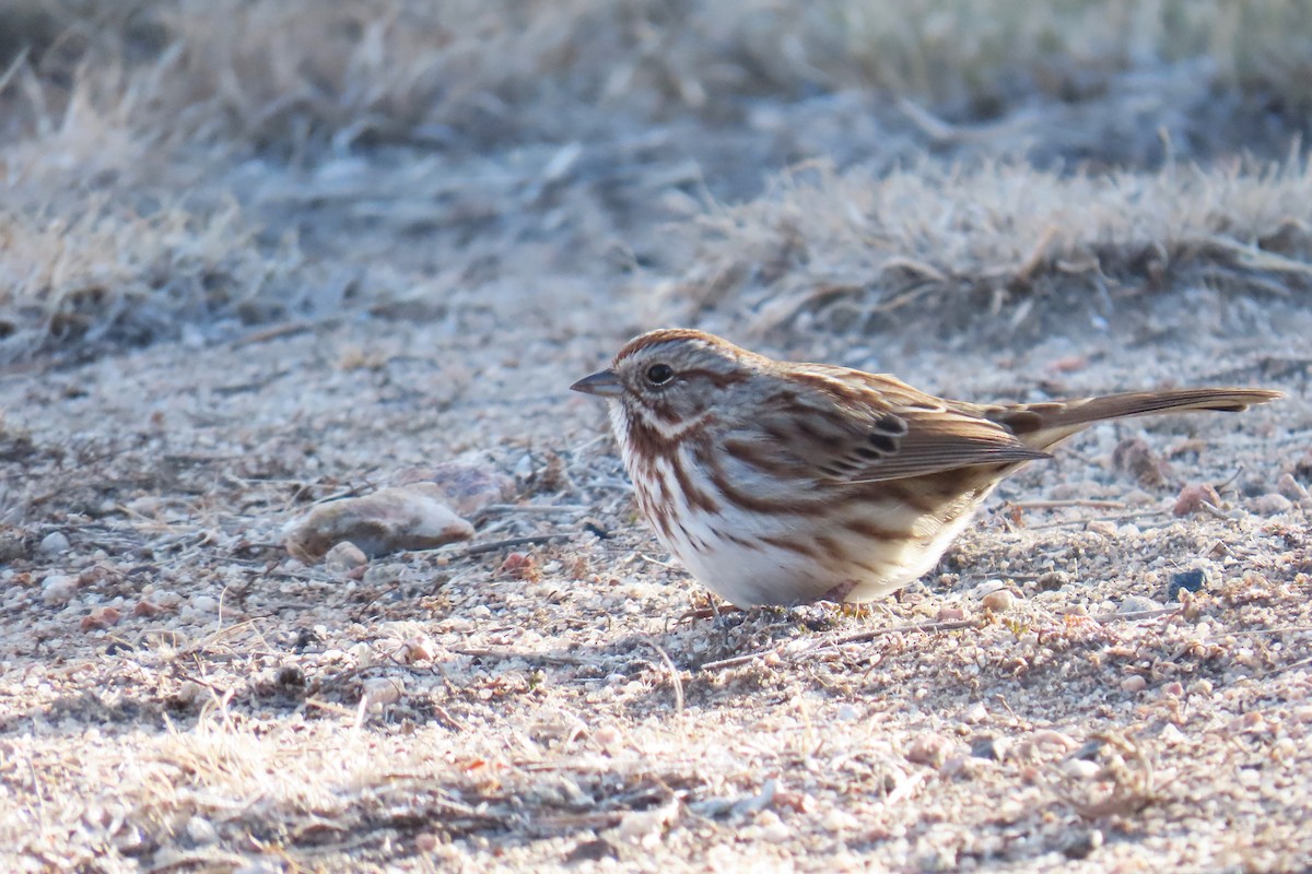 strnadec zpěvný - ML646141478