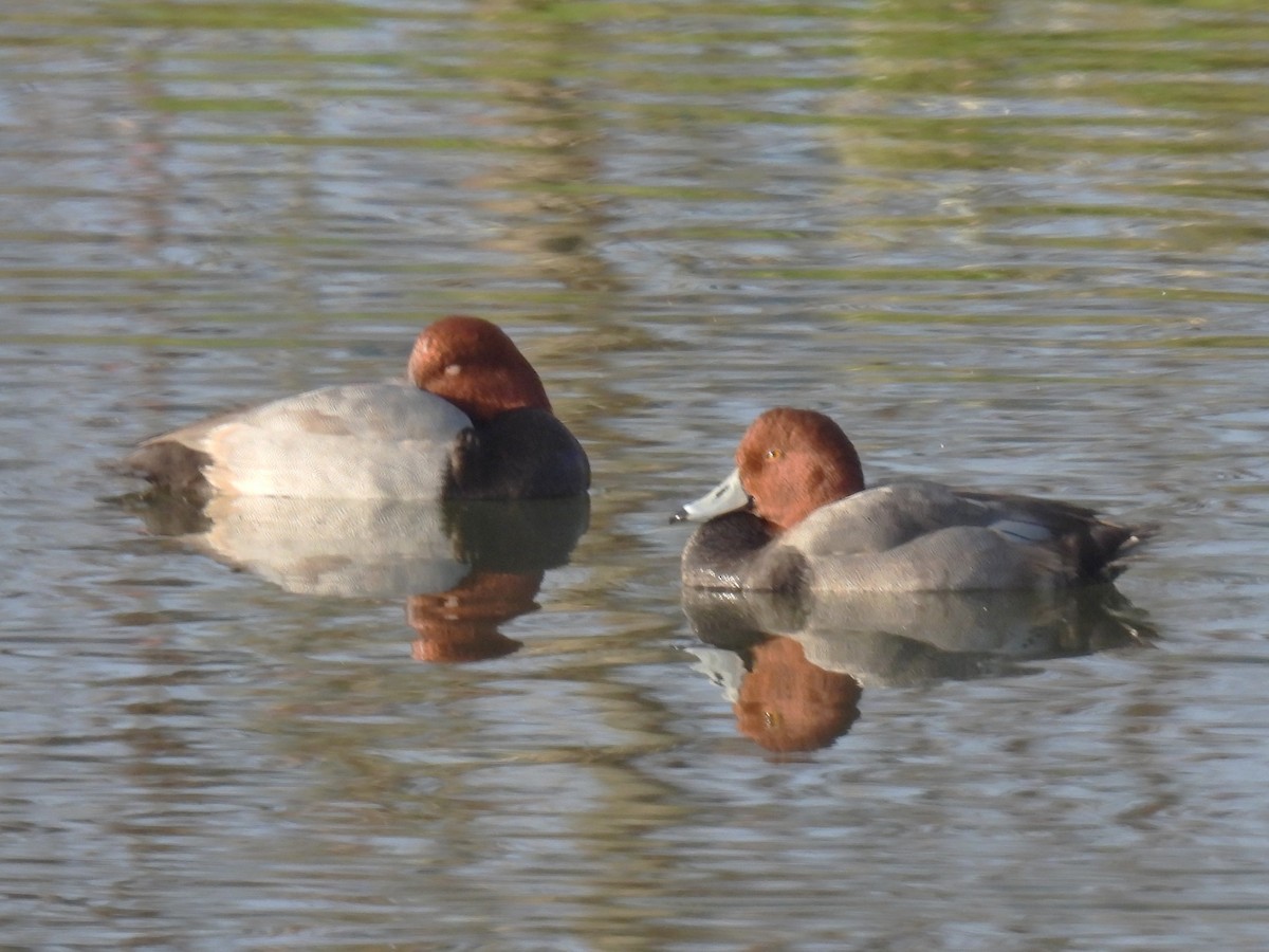 Redhead - ML646141485
