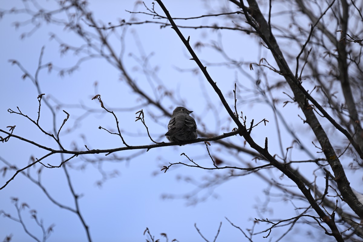 Townsend's Solitaire - ML646141488