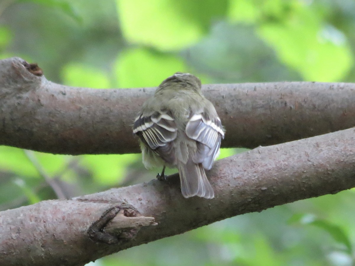 Buchenschnäppertyrann - ML646141492