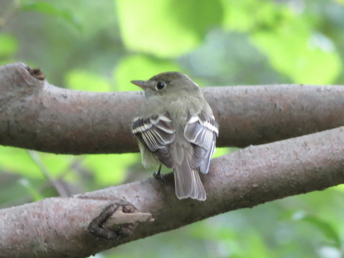 Buchenschnäppertyrann - ML646141493