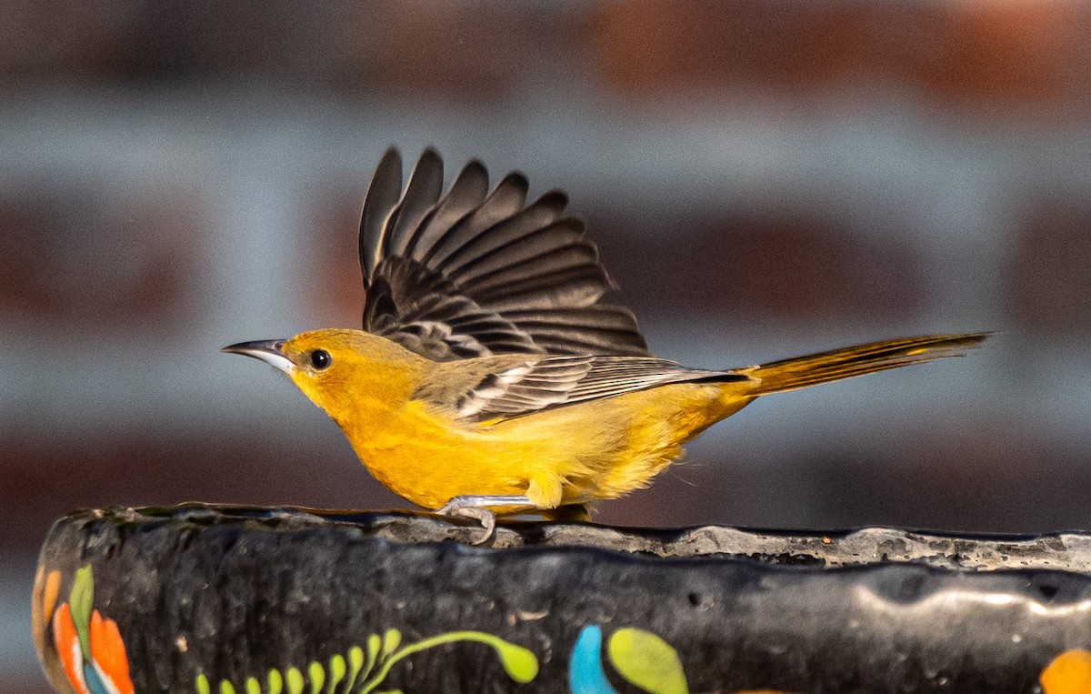 Bullock's Oriole - ML646141494