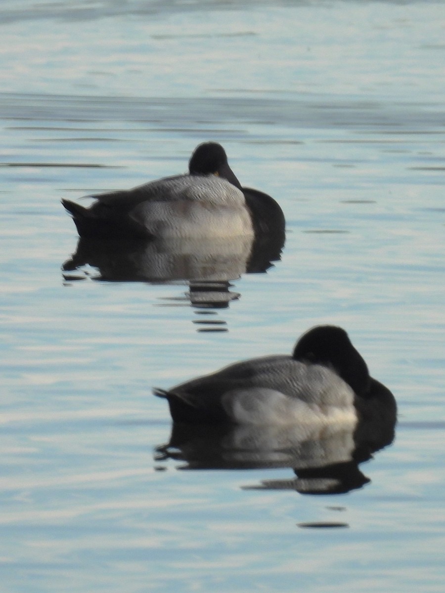 Lesser Scaup - ML646141501