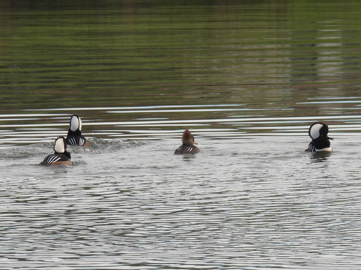 Hooded Merganser - ML646141506