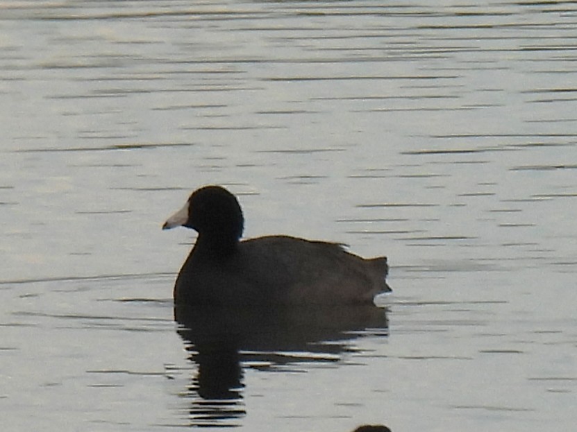 American Coot - ML646141508