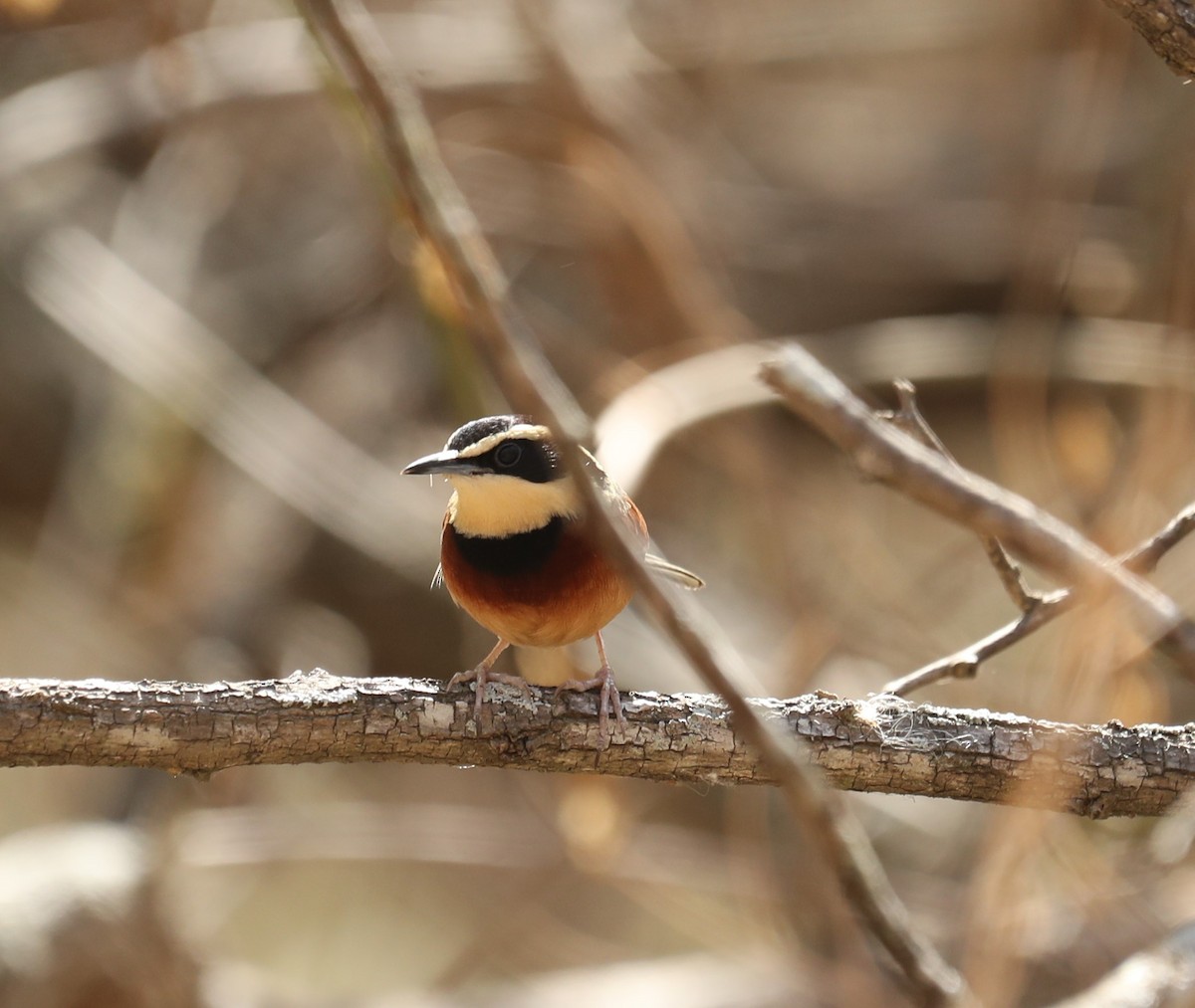 Elegant Crescentchest - ML646141509