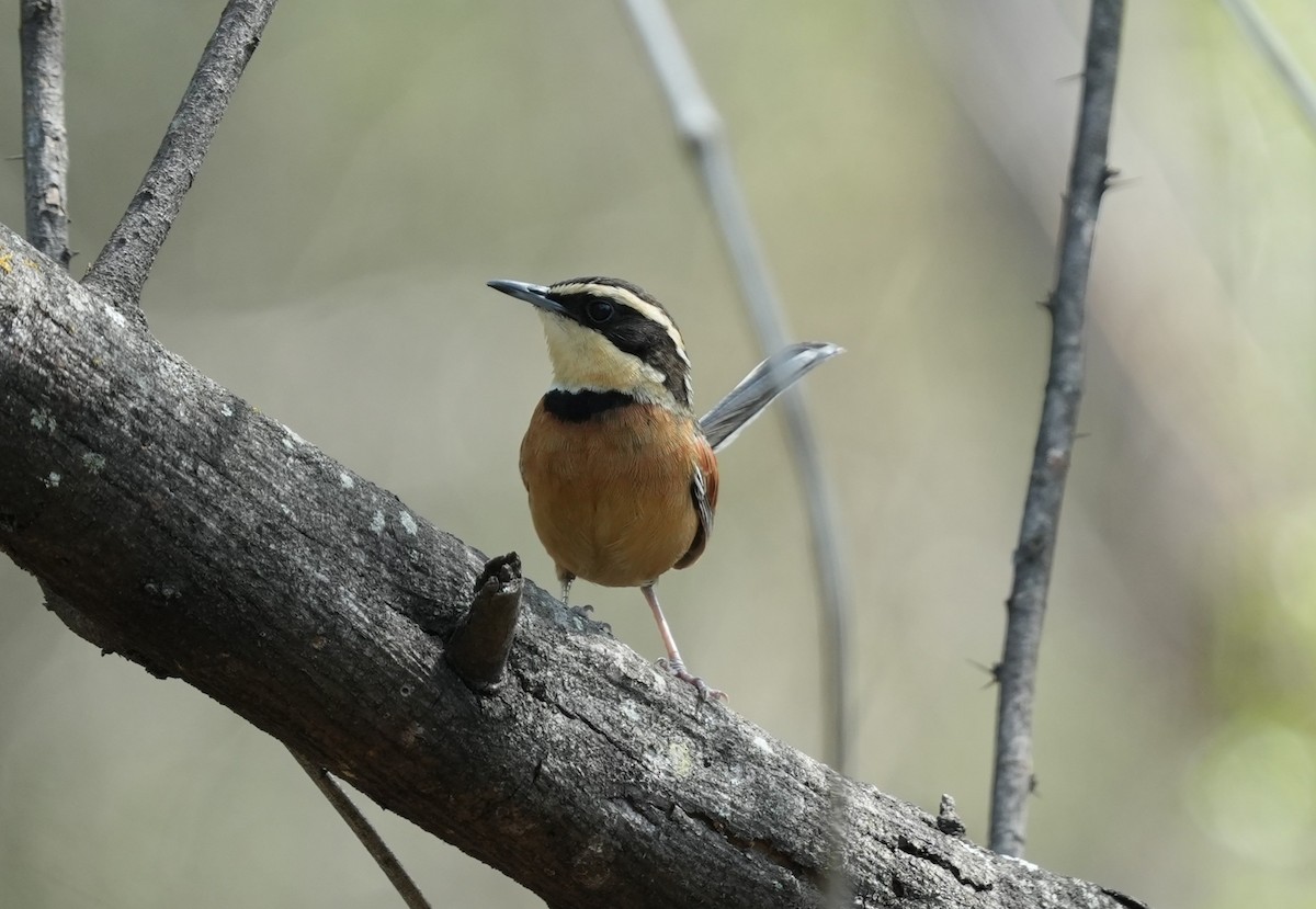 Elegant Crescentchest - ML646141510