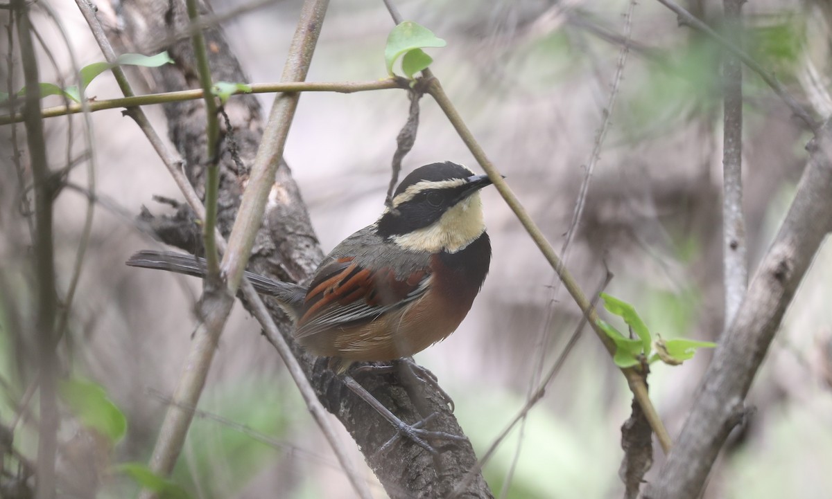 Elegant Crescentchest - ML646141511