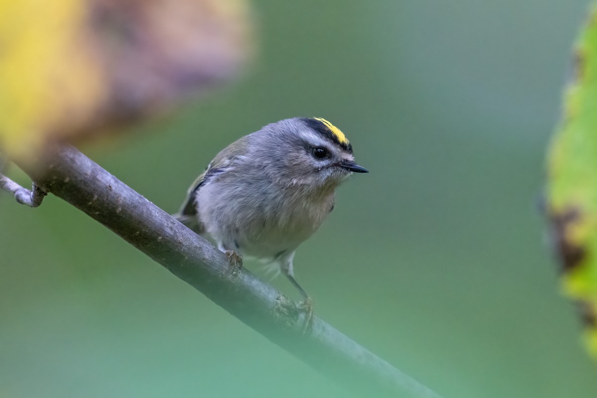 Golden-crowned Kinglet - ML646141515