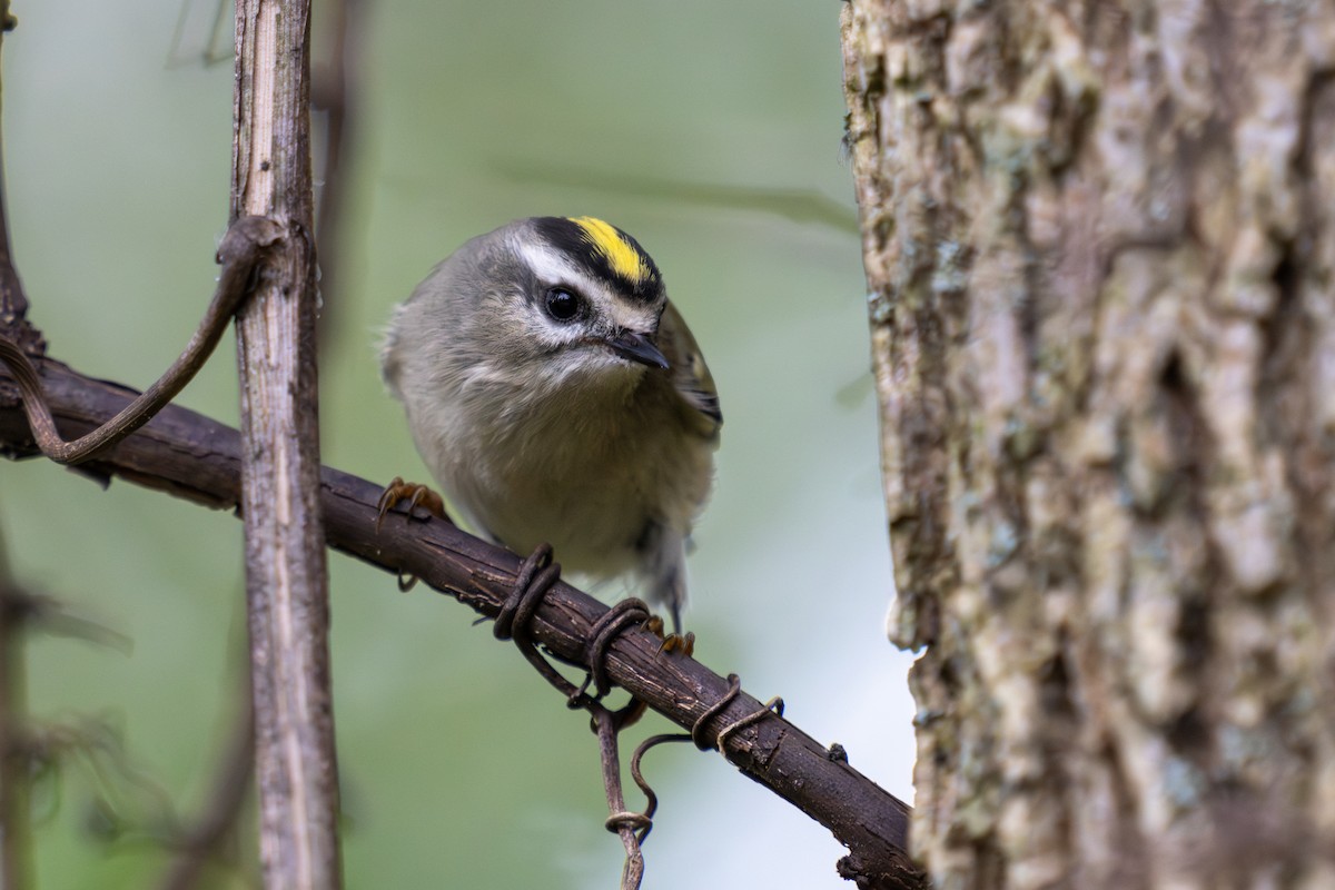 Golden-crowned Kinglet - ML646141516