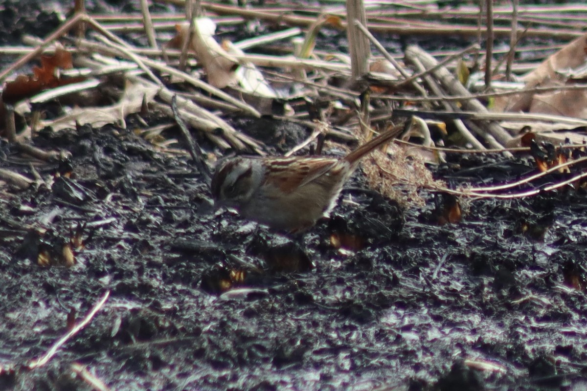 Swamp Sparrow - ML646141517