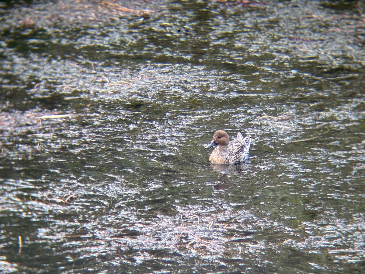 Northern Pintail - ML646141519