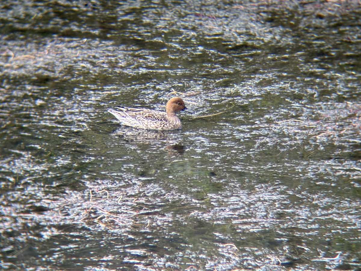 Northern Pintail - ML646141520