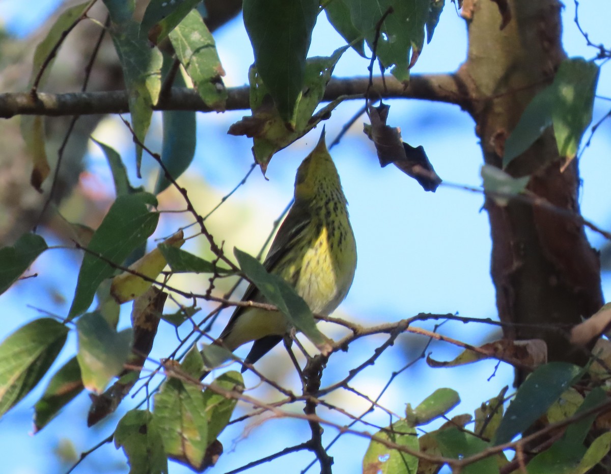 ホオアカアメリカムシクイ - ML646141521