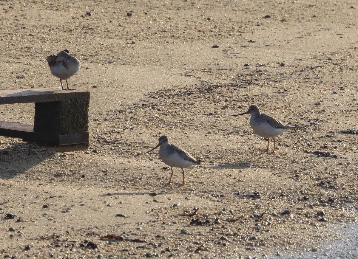 ソリハシシギ - ML646141523