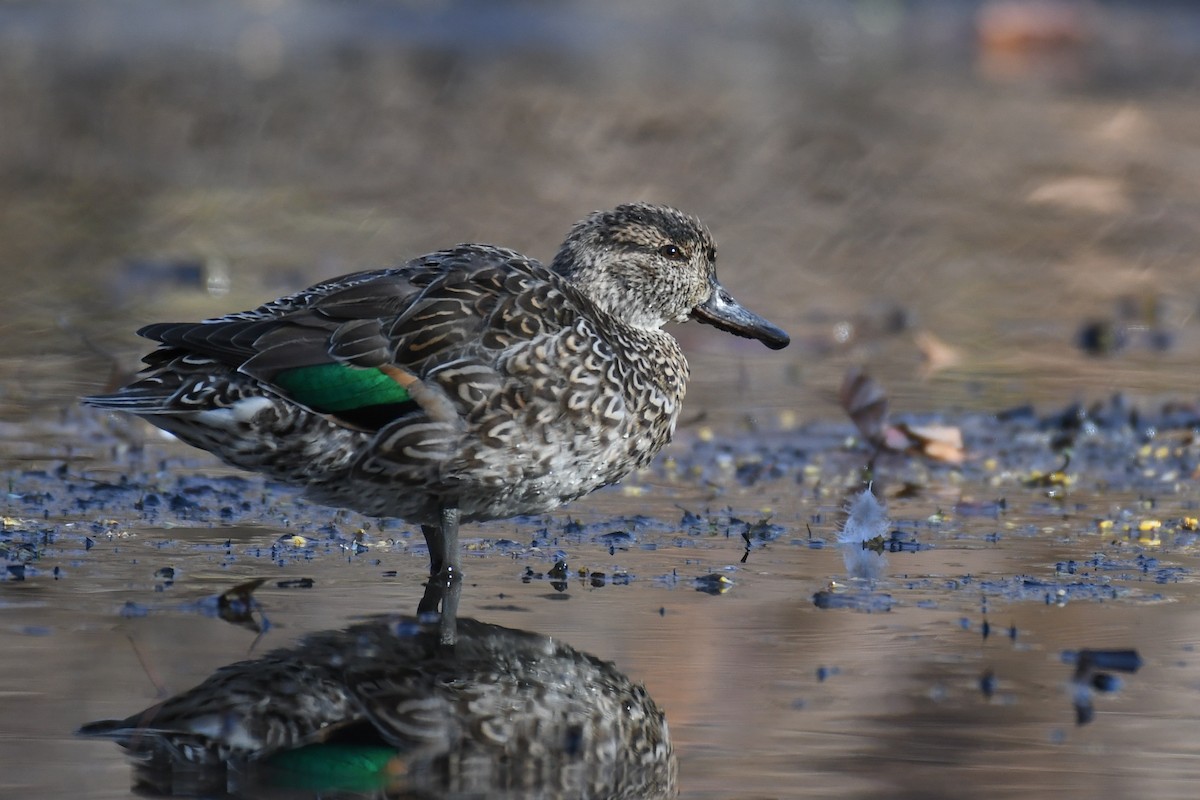 Green-winged Teal (American) - ML646141524