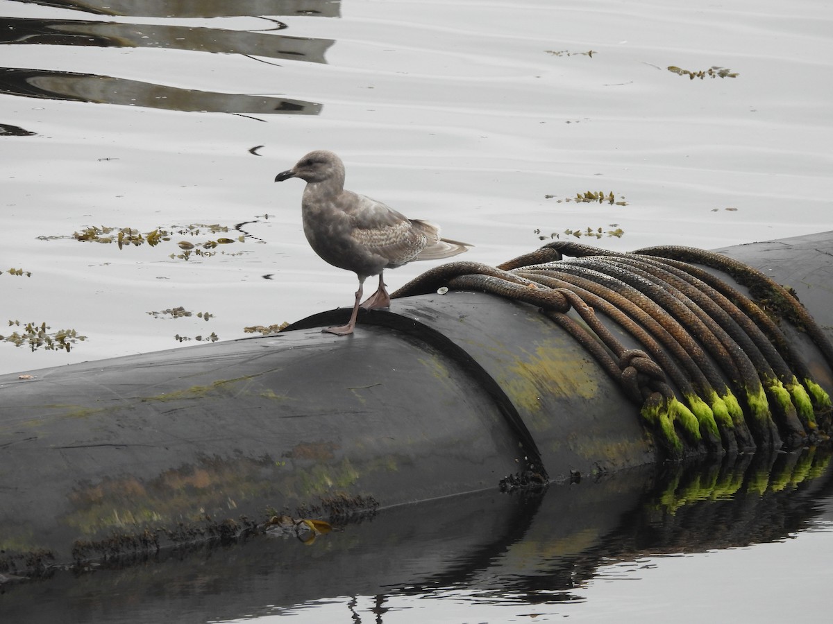 Glaucous-winged Gull - ML646141525