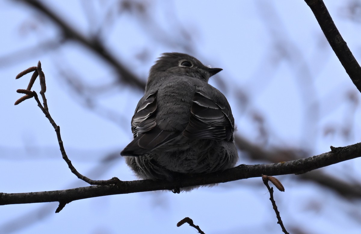 Townsend's Solitaire - ML646141529