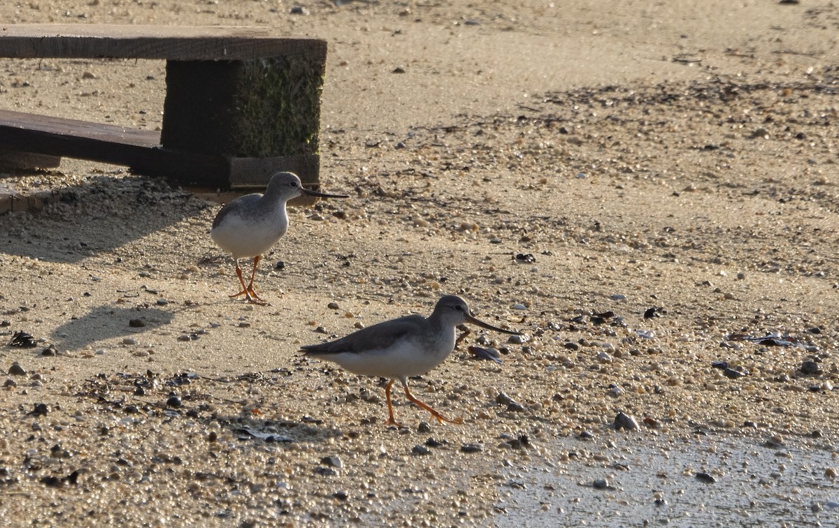 ソリハシシギ - ML646141530