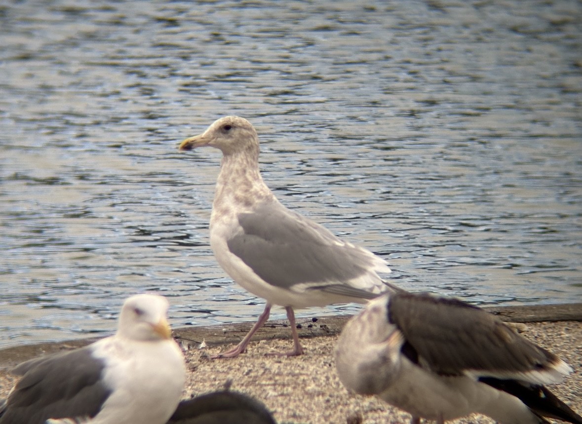 Glaucous-winged Gull - ML646141532