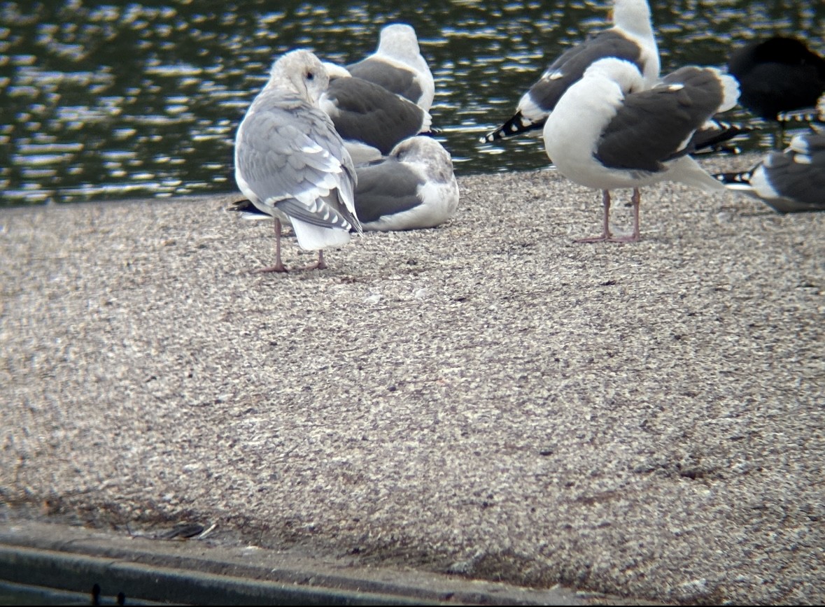 Glaucous-winged Gull - ML646141533