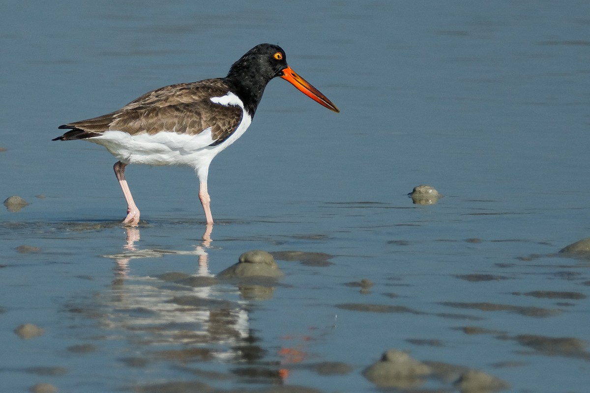 American Oystercatcher - ML646141534