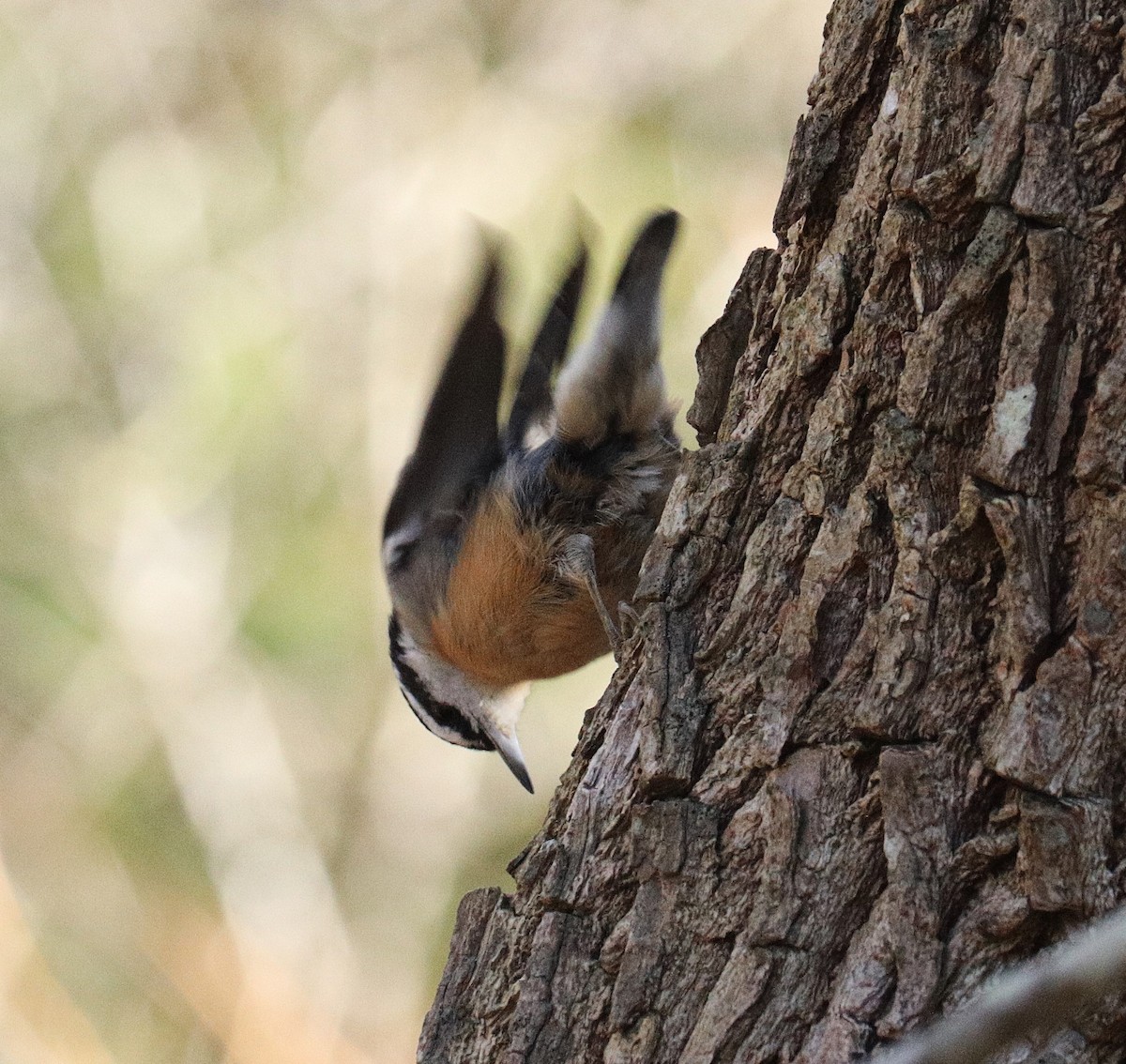 Red-breasted Nuthatch - ML646141537