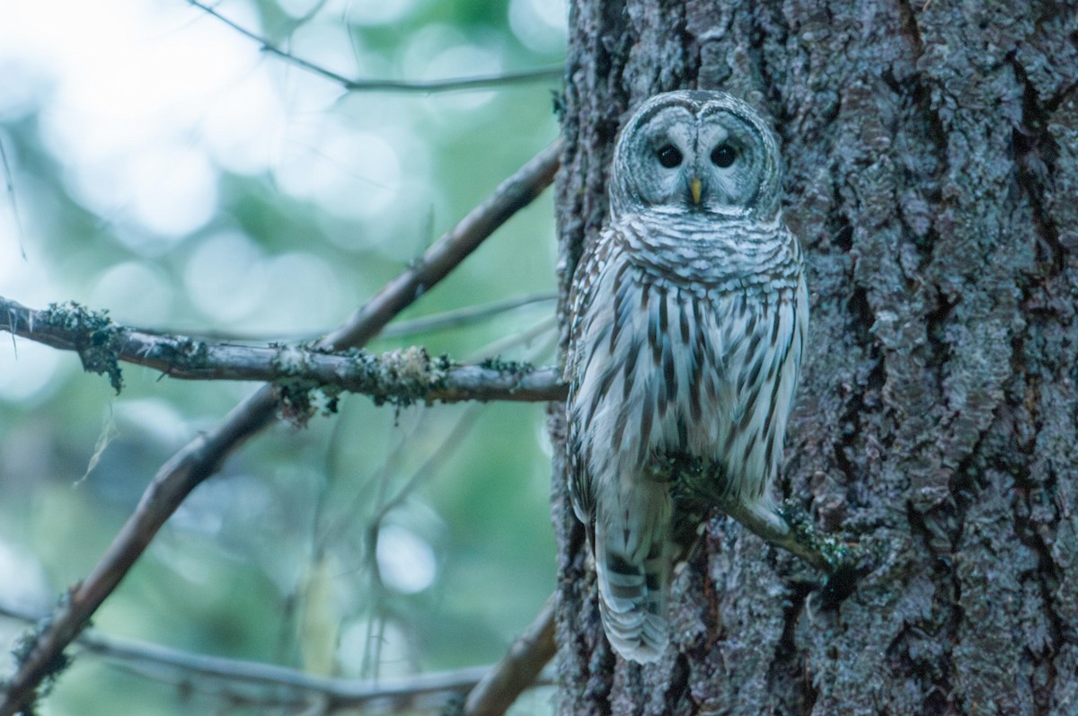 Barred Owl - ML646141538