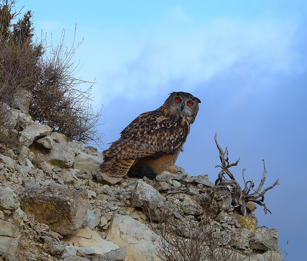 Eurasian Eagle-Owl - ML646141543