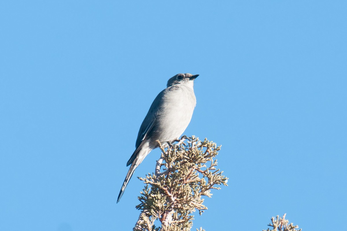 Townsend's Solitaire - ML646141545