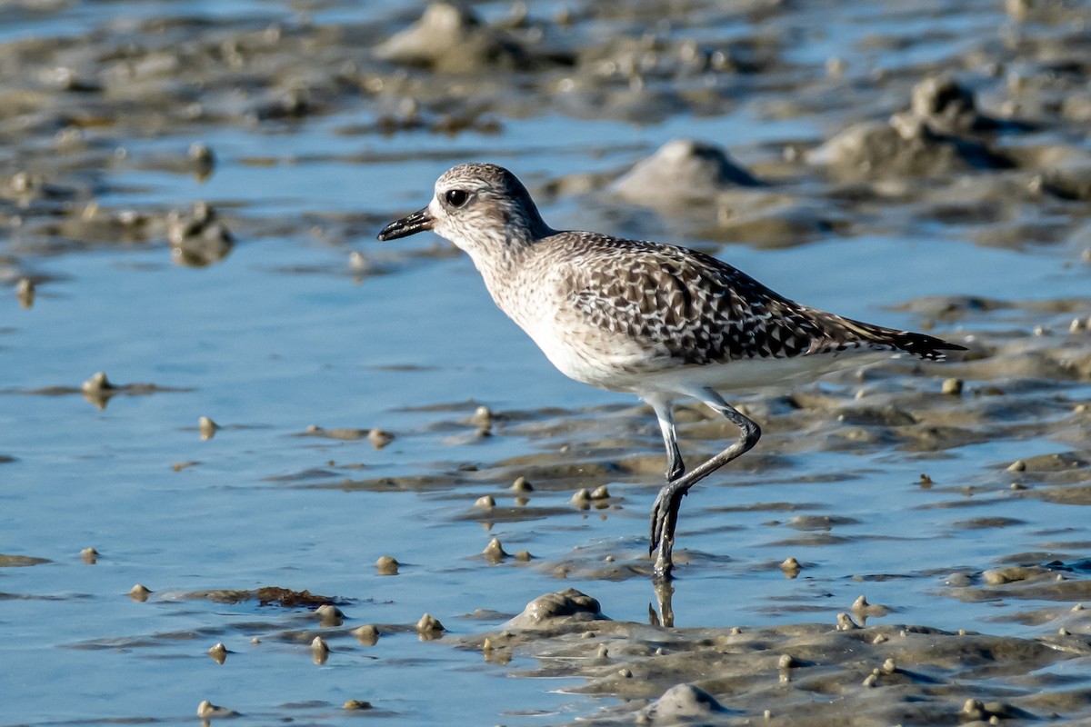 Black-bellied Plover - ML646141546