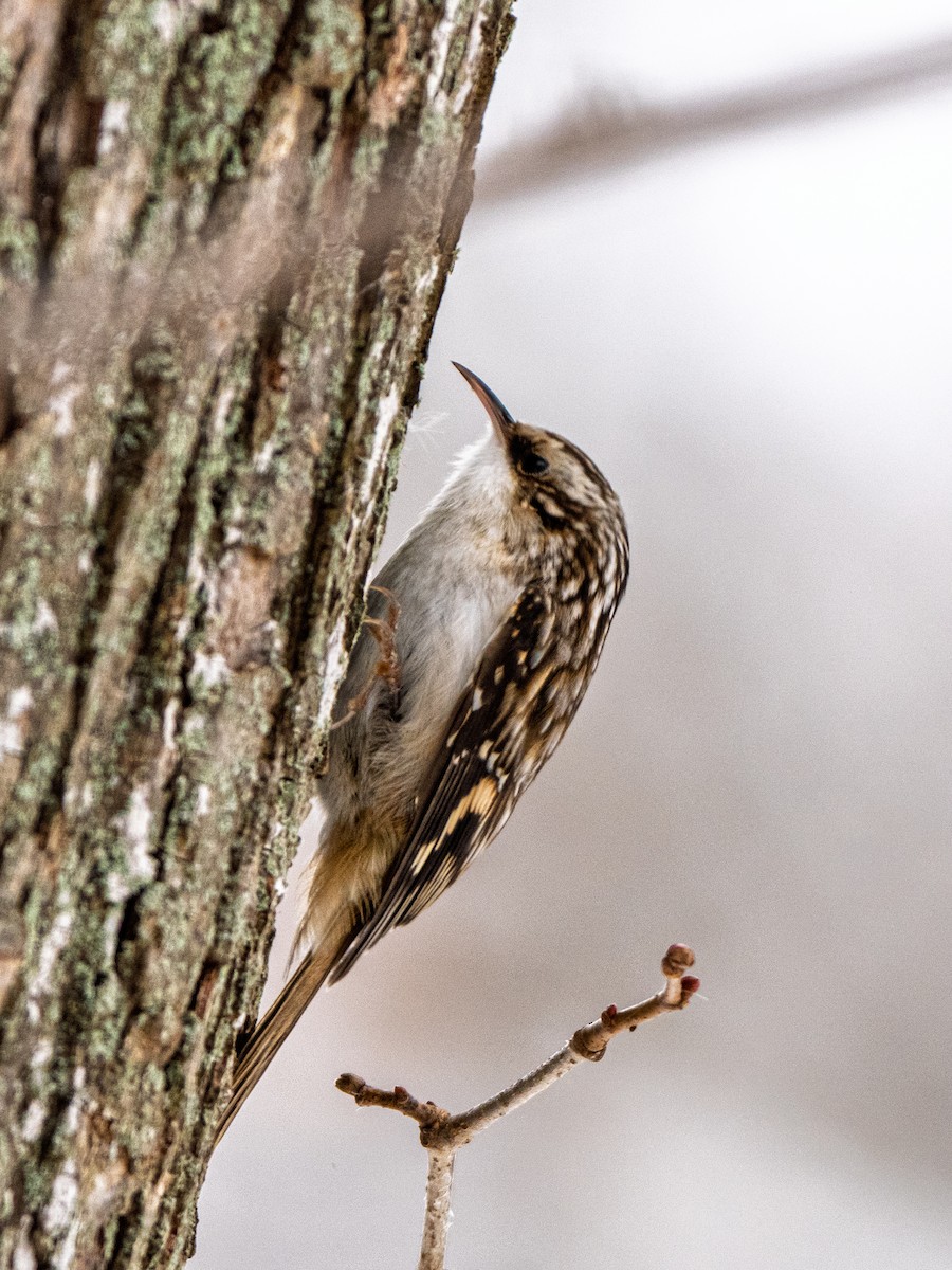 Brown Creeper - ML646141547