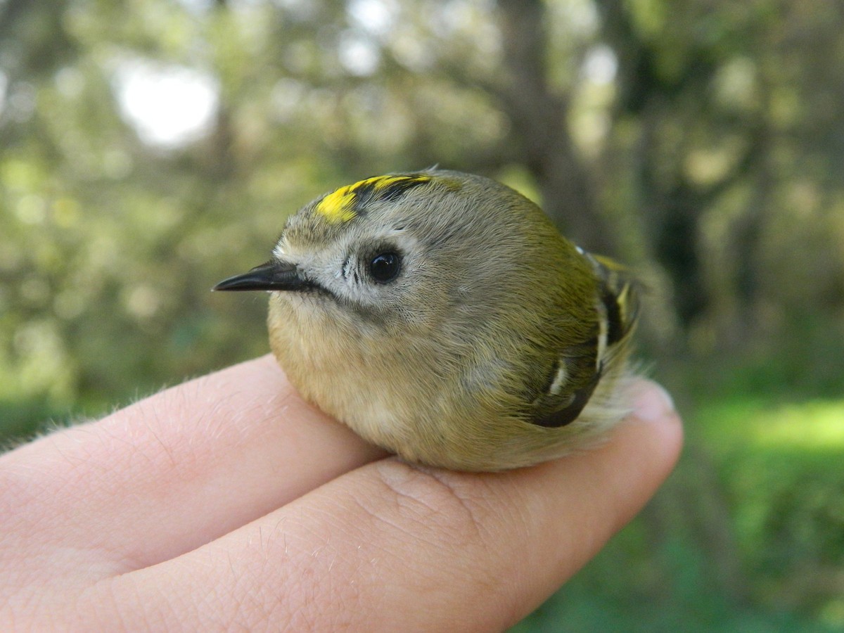 Çalıkuşu - ML646141548