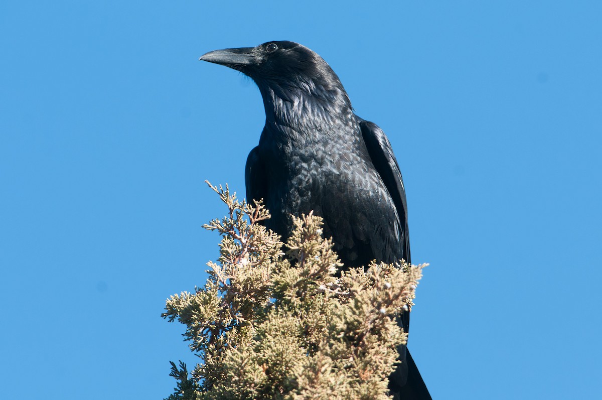 Kuzgun - ML646141550