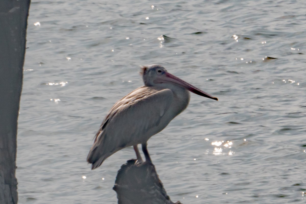 Hint Pelikanı - ML646141551