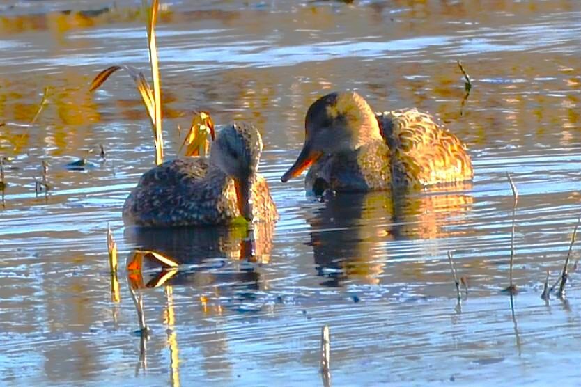 Çamurcun - ML646141552