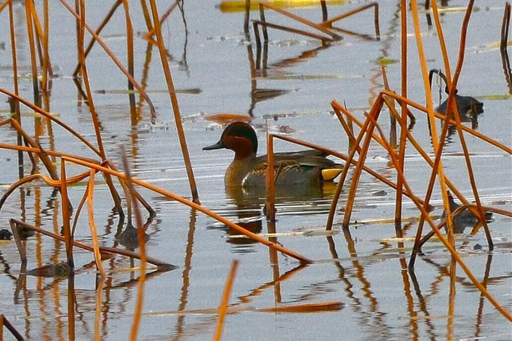 Çamurcun - ML646141553