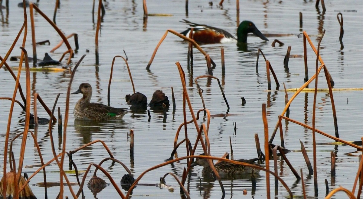 Çamurcun - ML646141554