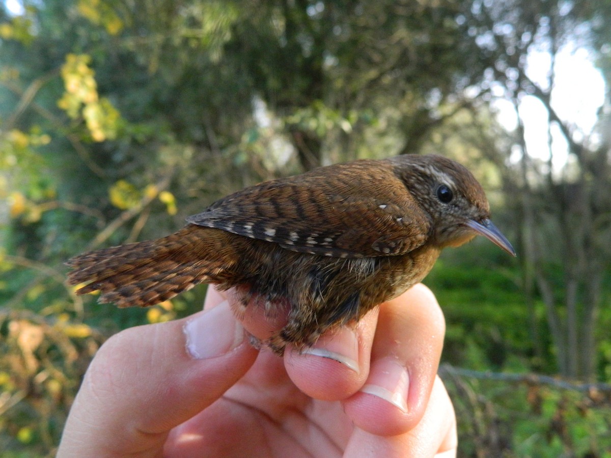 Çıtkuşu - ML646141555