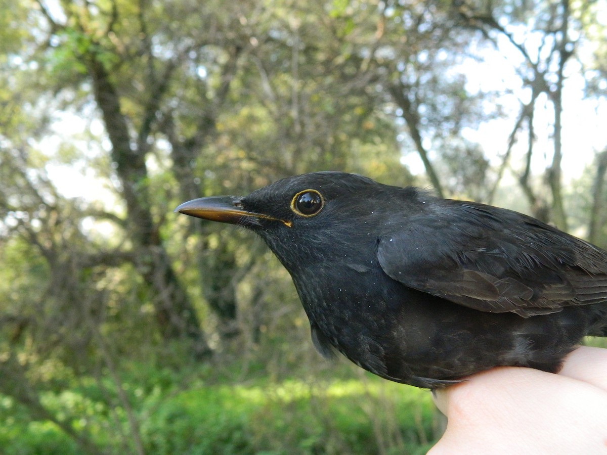 Karatavuk - ML646141557