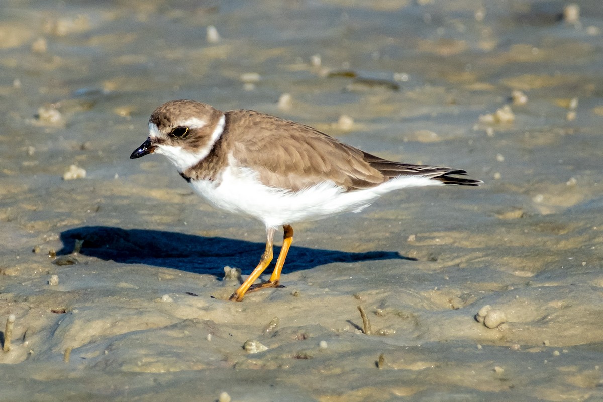 Perdeli Cılıbıt - ML646141559