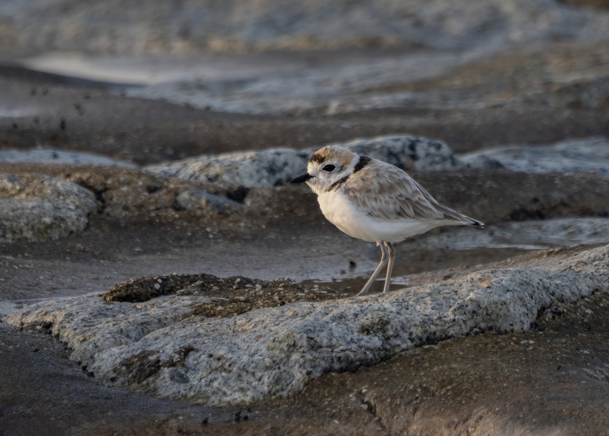 Malay Cılıbıtı - ML646141560