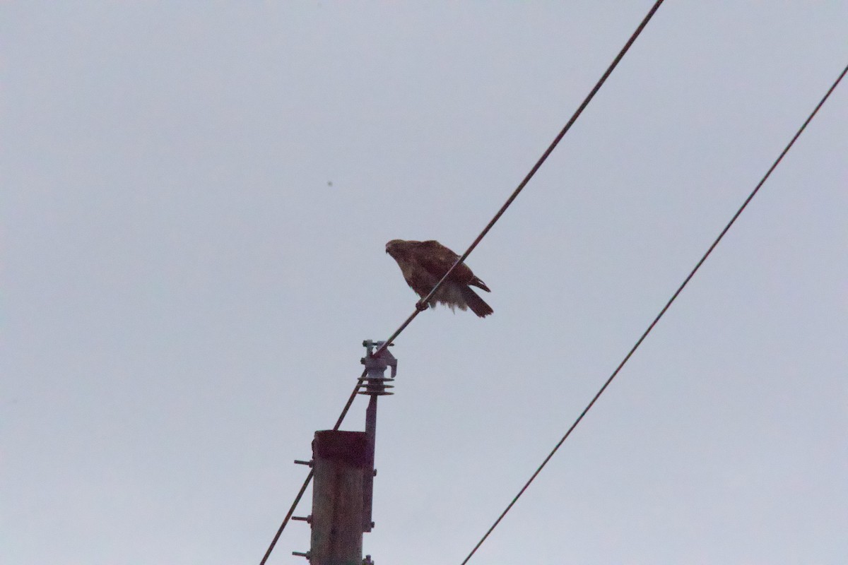 Kızıl Kuyruklu Şahin - ML646141561