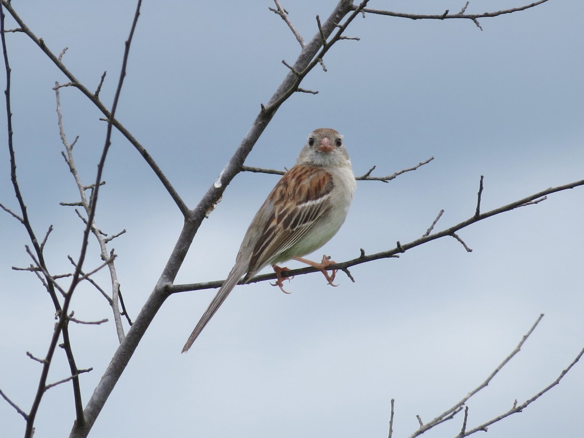 Tarla Serçesi - ML646141562