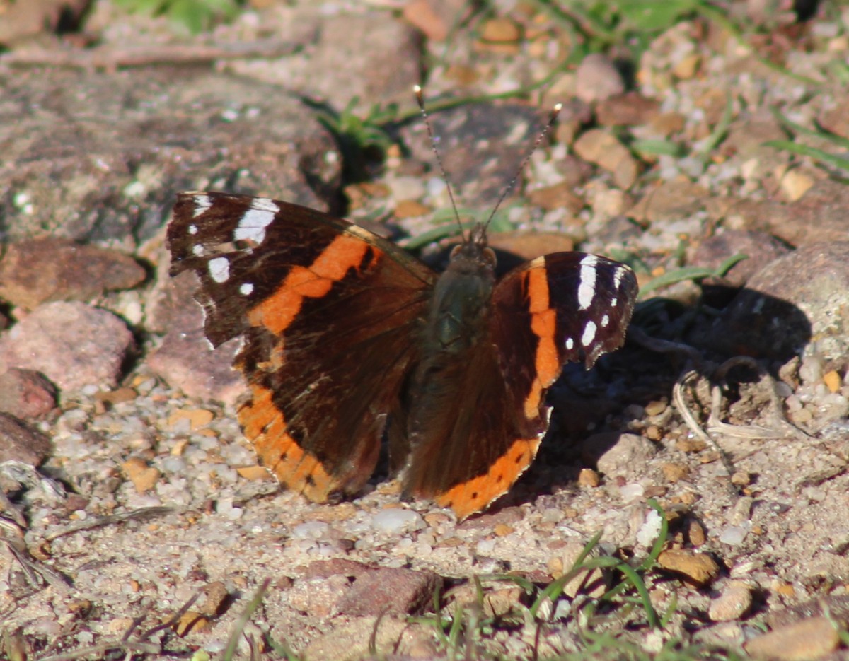 Red Admiral - ML646141564