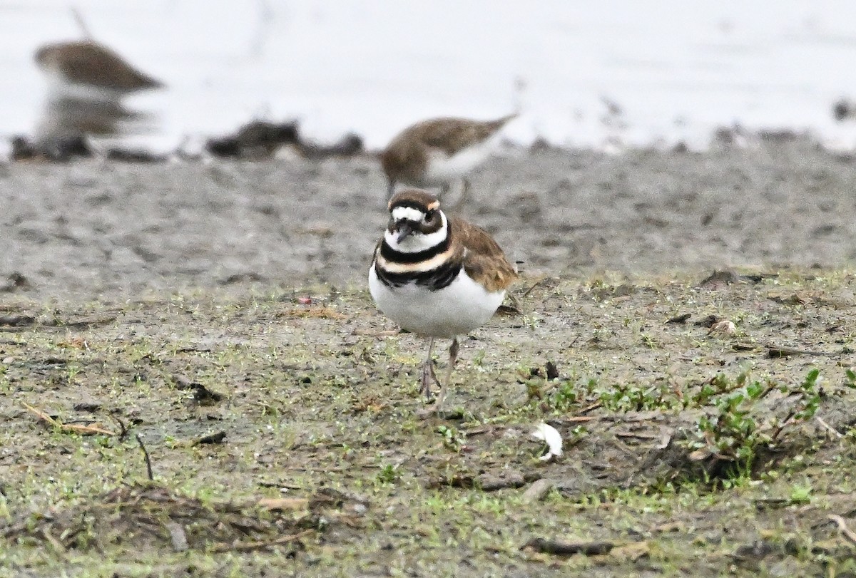 Çayır Cılıbıtı - ML646141565