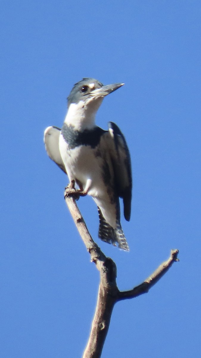 Kuşaklı Yalıçapkını - ML646141566