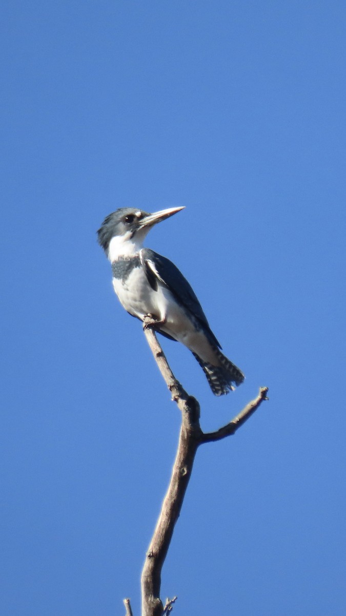 Kuşaklı Yalıçapkını - ML646141567