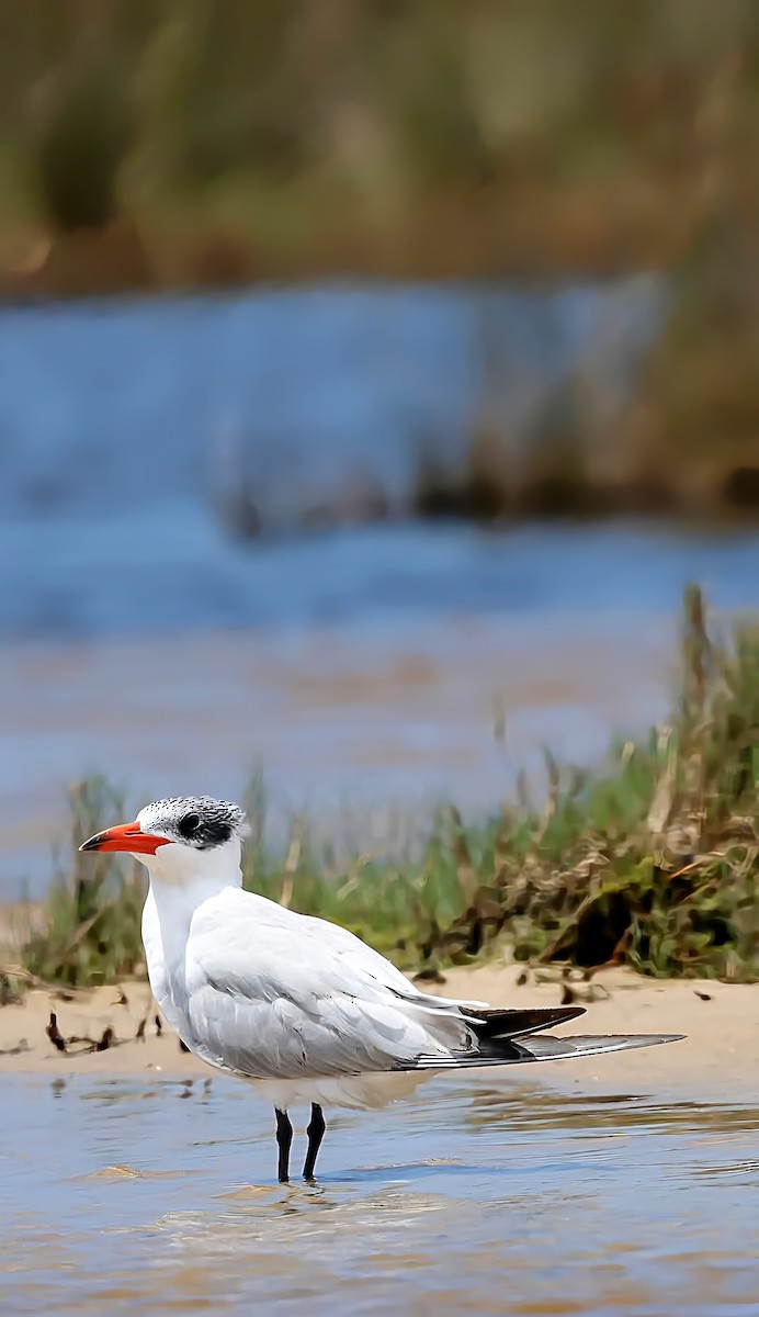 Hazar Sumrusu - ML646141568